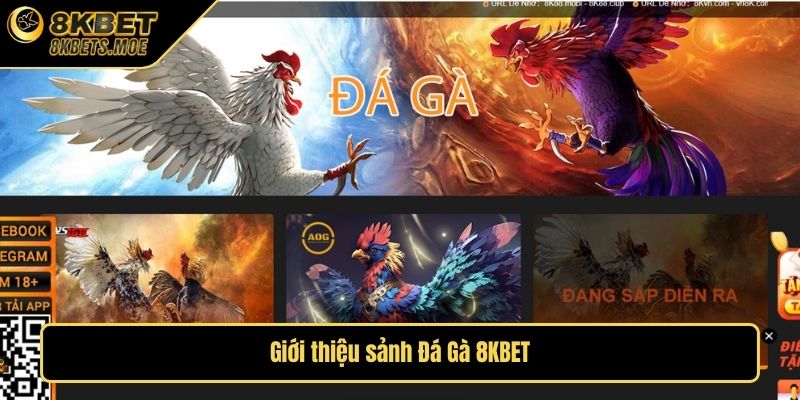 Giới thiệu sảnh Đá Gà 8KBET